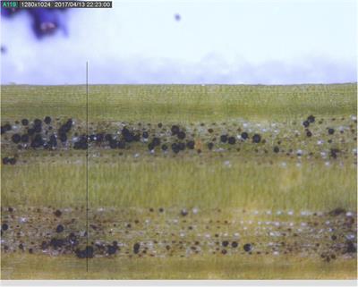 Distribution of a Foliage Disease Fungus Within Canopies of Mature Douglas-Fir in Western Oregon